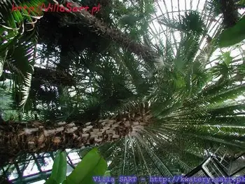 Palmiarnia i ogród botaniczny – Gdańsk Oliwa